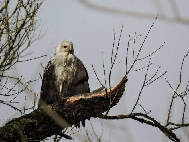 Wie helpt mee de roofvogels op de Bevelanden in kaart te brengen?