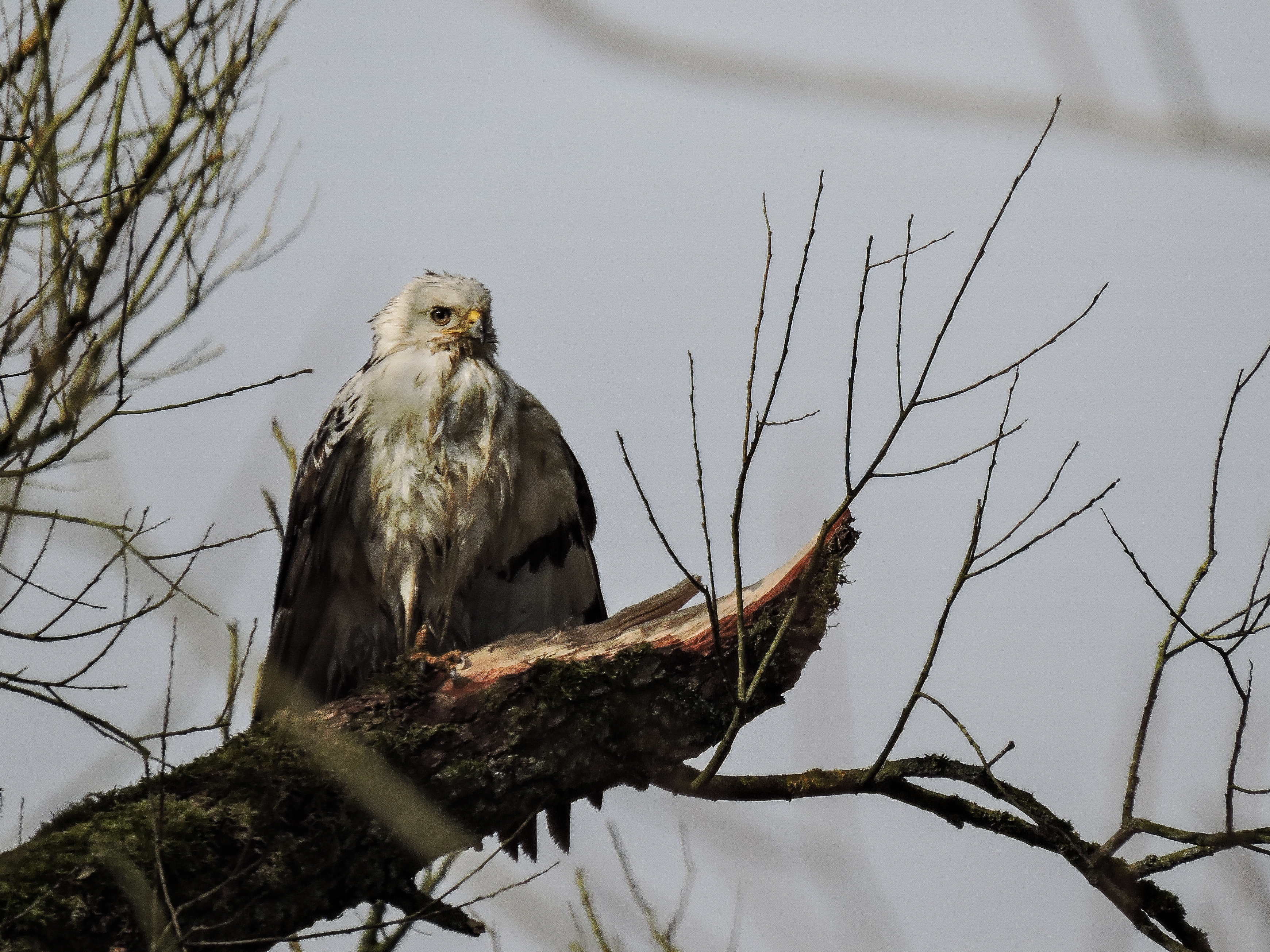Wie helpt mee de roofvogels op de Bevelanden in kaart te brengen?