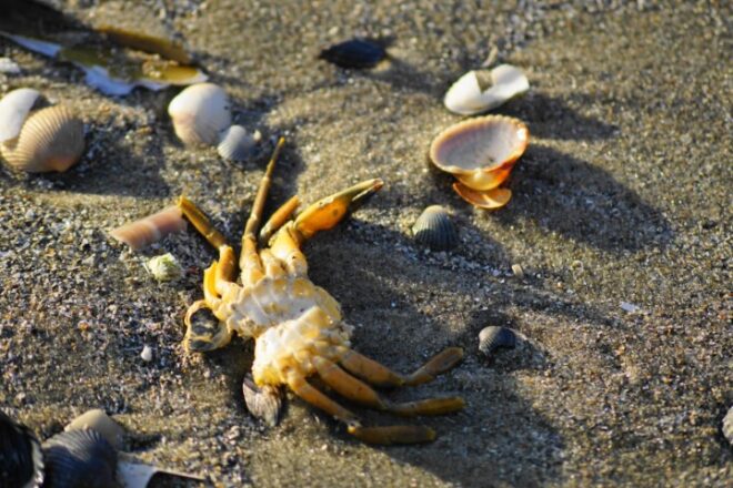 Inventarisatie strand bij Neeltje Jans