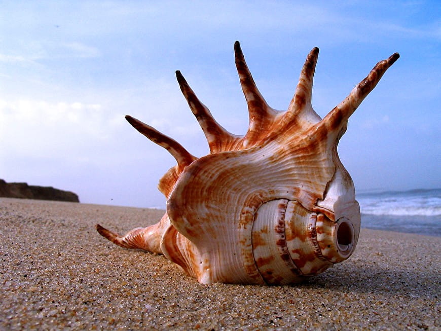 Inventarisatie strand bij Neeltje Jans