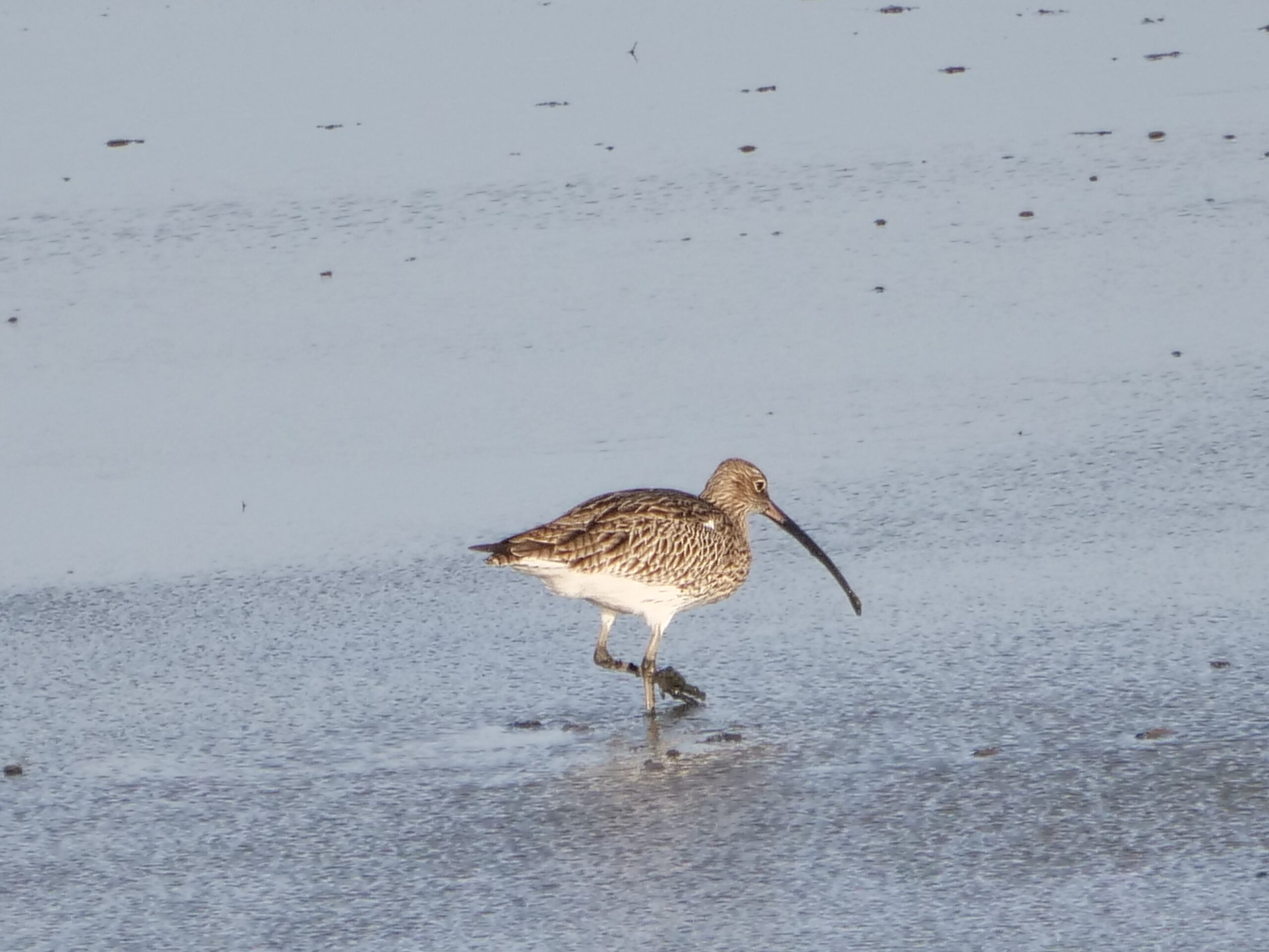 Vogels en vogelaars trotseren de wind op excursie 4 oktober