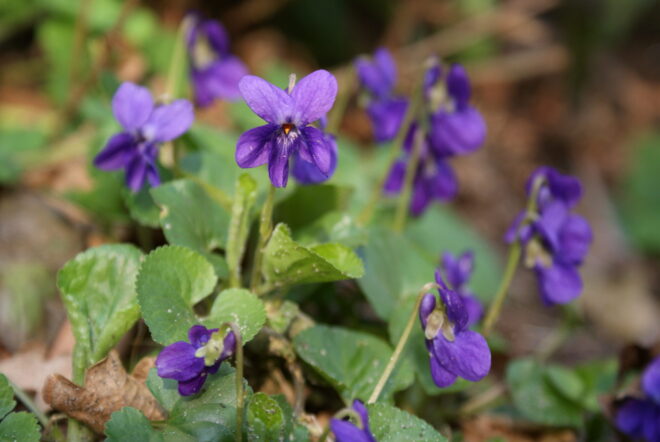 Plantenwerkgroep