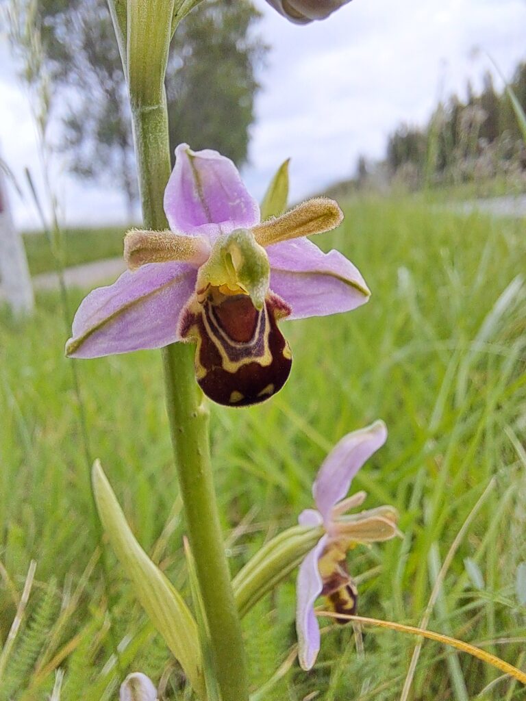 Bijenorchis (c) Jan Versluis