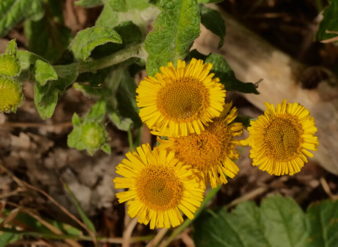 Excursie Goudplaat 5 juli 2025