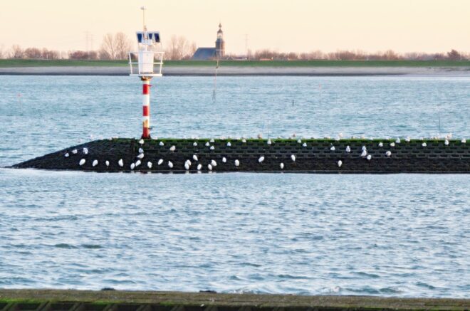 Subwerkgroep Kleine zilverreiger