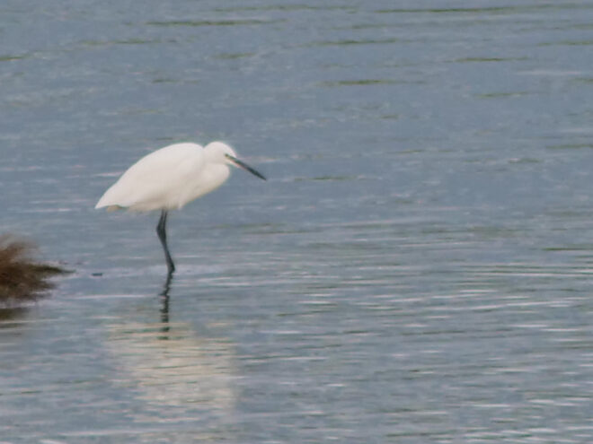 Subwerkgroep Kleine zilverreiger
