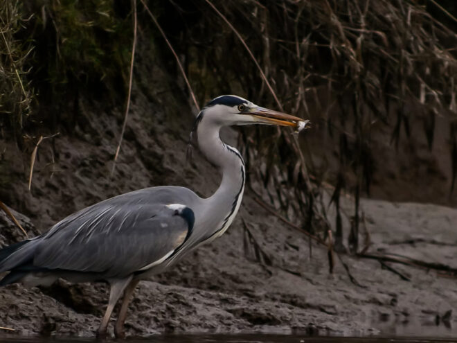 Subwerkgroep Blauwe reiger