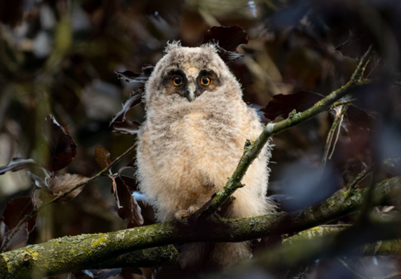 Ransuil in je tuin? Geef het door! (herhaalde oproep)