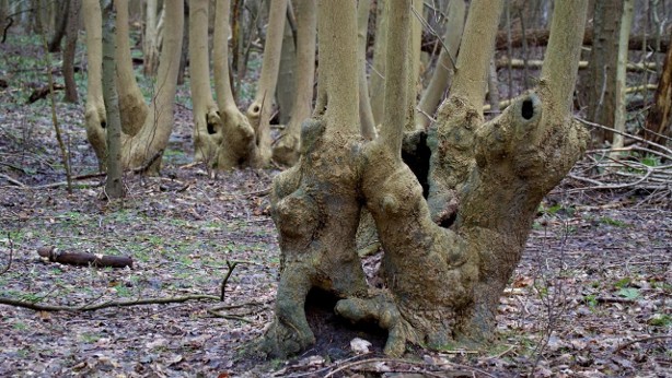 Themadag over wilde bomen en struiken in het Zeeuwse landschap