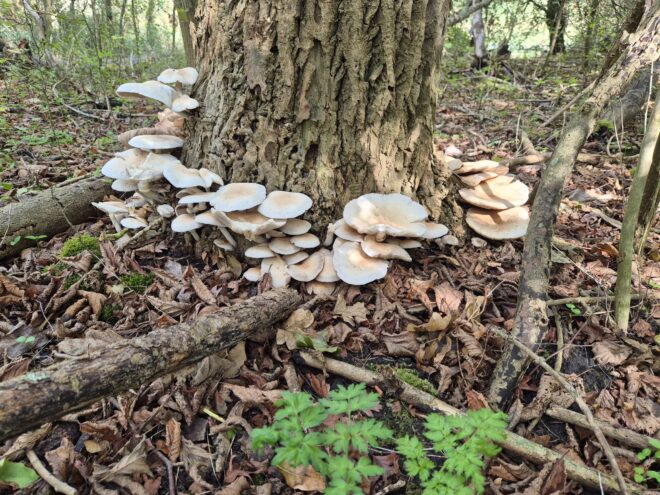 Paddenstoelenexcursie Krieke Putten, Zeeuws-Vlaanderen