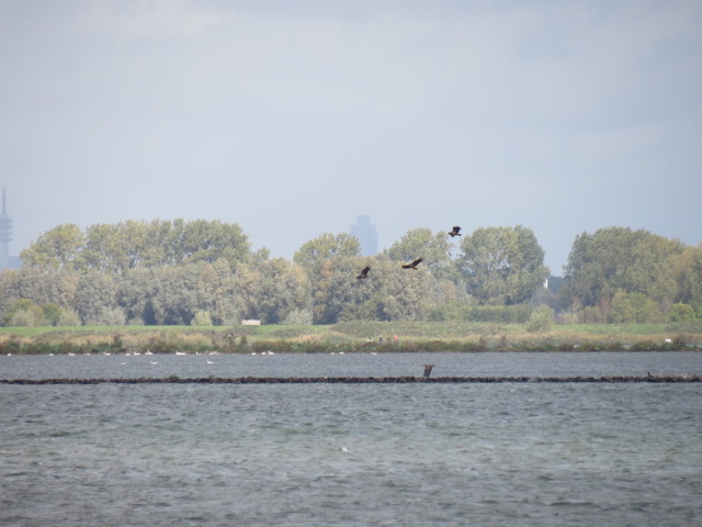 Vogelaars uit hun dak bij het zien van 10 Zeearenden